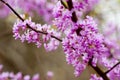 Close up of Redbud Trees in bloom. Royalty Free Stock Photo