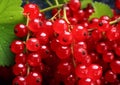 Close up redcurrant berries sweet and sour fruit.Macro.AI Generative