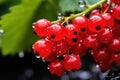 close-up of a redcurrant with water drops on blurred background