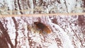 close-up of a reddish-brown cockroach crawling on a piece of wood