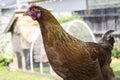 Close up of Red / Brown Chicken Standing in front of Blurred Chicken Coop Royalty Free Stock Photo