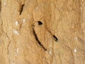 Close up of reddish brown color termite mound Royalty Free Stock Photo