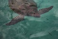 Close up of a reddish brown sea turtle front half and flippers in shady aqua teal water