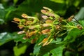 A close up of reddish-pink maturing fruits of Acer tataricum subsp. ginnala Tatar maple or Tatarian maple Royalty Free Stock Photo