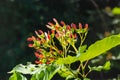 A close up of reddish-pink maturing fruits of Acer tataricum subsp. ginnala Tatar maple or Tatarian maple Royalty Free Stock Photo