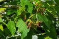 A close up of reddish-pink maturing fruits of Acer tataricum subsp. ginnala Tatar maple or Tatarian maple Royalty Free Stock Photo