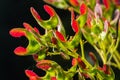 A close up of reddish-pink maturing fruits of Acer tataricum subsp. ginnala Tatar maple or Tatarian maple Royalty Free Stock Photo