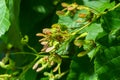 A close up of reddish-pink maturing fruits of Acer tataricum subsp. ginnala Tatar maple or Tatarian maple Royalty Free Stock Photo