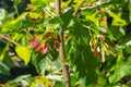 A close up of reddish-pink maturing fruits of Acer tataricum subsp. ginnala Tatar maple or Tatarian maple Royalty Free Stock Photo