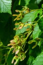 A close up of reddish-pink maturing fruits of Acer tataricum subsp. ginnala Tatar maple or Tatarian maple Royalty Free Stock Photo