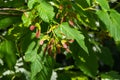 A close up of reddish-pink maturing fruits of Acer tataricum subsp. ginnala Tatar maple or Tatarian maple Royalty Free Stock Photo