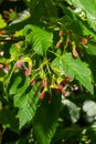 A close up of reddish-pink maturing fruits of Acer tataricum subsp. ginnala Tatar maple or Tatarian maple Royalty Free Stock Photo