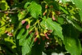 A close up of reddish-pink maturing fruits of Acer tataricum subsp. ginnala Tatar maple or Tatarian maple Royalty Free Stock Photo