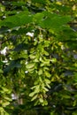 A close-up of the reddish-pink ripening fruits of the maple Royalty Free Stock Photo