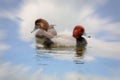 Close up of Redhead ducks couple with reflections in water Royalty Free Stock Photo