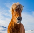 Close up of redish Iceland hore with thick fur and mane.CR2