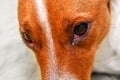 Close up of redness and bump in the eye of a dog. conjunctivitis eyes of dog. Medical and Health care of pet concept Royalty Free Stock Photo