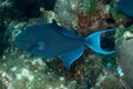 Close-up of a Redtoothed triggerfish (Odonus niger) Royalty Free Stock Photo