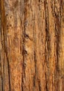 Close Up of Redwood Bark for background Royalty Free Stock Photo