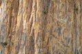 Close Up of Redwood Bark. Seamless tree bark background. Sequoia sempervirens, coast redwood, California redwood Royalty Free Stock Photo