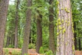 Close-up of Redwood trees