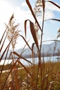 CLOSE-UP REED GRASS AT SCENIC LAKE LANDSCAPE WITH SUNSET LIGHT