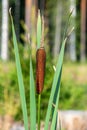 Close up of a reed mace in evening sunlight Royalty Free Stock Photo