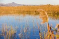 Close-up of reeds, in the wetlands natural park La Marjal in Pego and Oliva