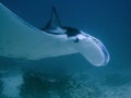 Portrait of Reef Manta Ray Royalty Free Stock Photo