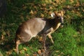 Reeves muntjac, Muntiacus reevesi