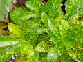 Close up of refreshing young green-yellow Croton tree`s leaves