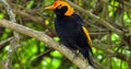 close up Regent Bowerbirds in Australia Royalty Free Stock Photo