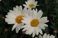 Close-up of a regular white and yellow daisy