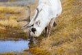 Close-up of reindeer drinking water in the arctic nature Royalty Free Stock Photo