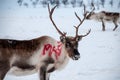 Close up of reindeer in Finland