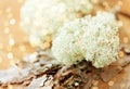 Close up of reindeer lichen moss on pine tree bark