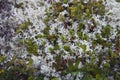 Close up of reindeer moss and other arctic plants. Royalty Free Stock Photo