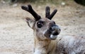 Close-up of a reindeer with new horns Royalty Free Stock Photo