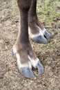 Close up of a reindeers hooves