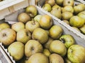 Close up of reinette grise du canada apples in wooden crates. Prepared for sale. Wooden box