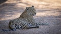 Close up of relaxed female leopard resting.