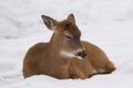 Close up of White-tailed Deer resting in snow Royalty Free Stock Photo
