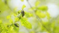 Reproduction coitus in spring. Cute shaggy may beetle grows in the sun. European chafer beetles, melolontha melolontha