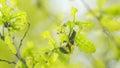 Reproduction coitus in spring. Maybug, chafer beetle is sitting on oak leaf in the forest. Harmful agricultural beatles