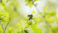 Reproduction coitus in spring. Maybug, chafer beetle is sitting on oak leaf in the forest. Harmful agricultural beatles