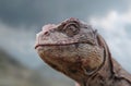 close-up of a reptile\'s head Royalty Free Stock Photo