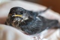 Close-up of an rescued baby swallow