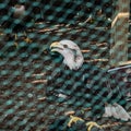 Rescued American Bald Eagle Behind the Wire Fencing Royalty Free Stock Photo