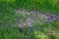 Close up of reseeded lawn to repair it, with new grass growing, seed and pebble mixture Royalty Free Stock Photo