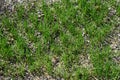 Close up of reseeded lawn to repair it, with new grass growing, seed and pebble mixture Royalty Free Stock Photo